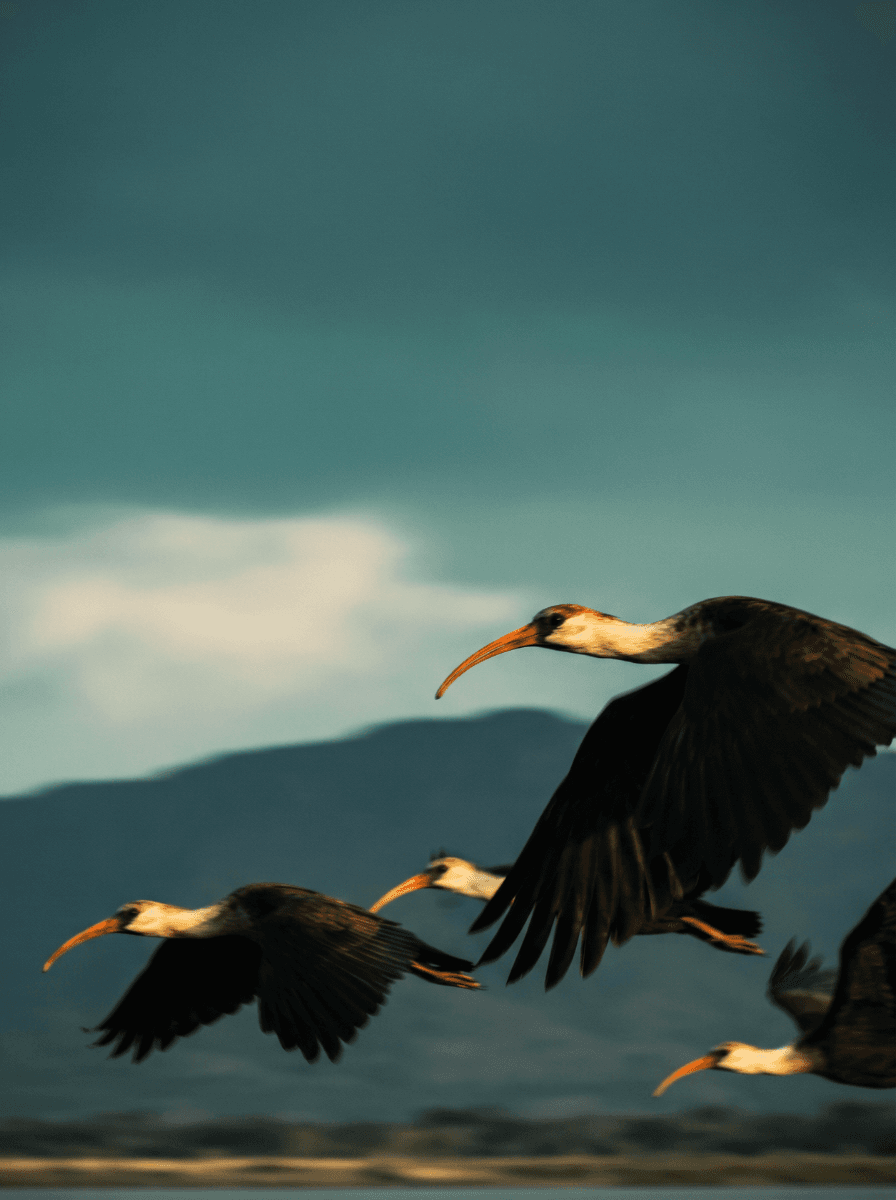 Fields of Becoming - Image 8